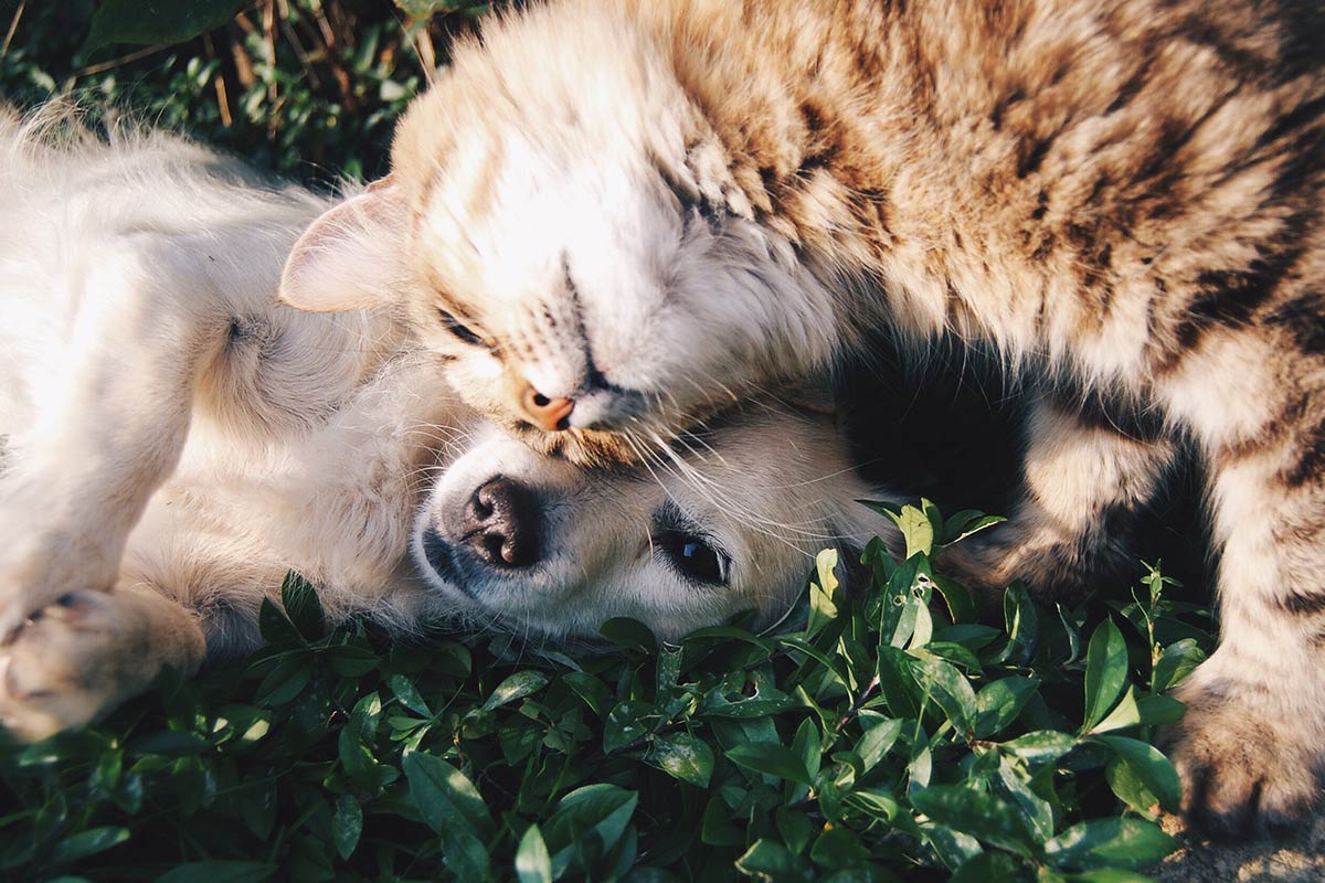 Cat and dog snuggling on the grass