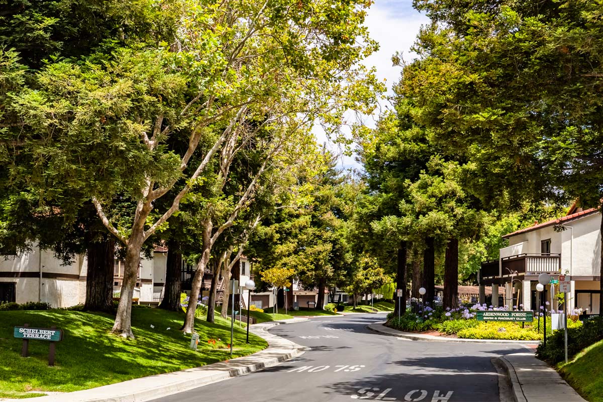 Ardenwood Forest Tree-lined entrance